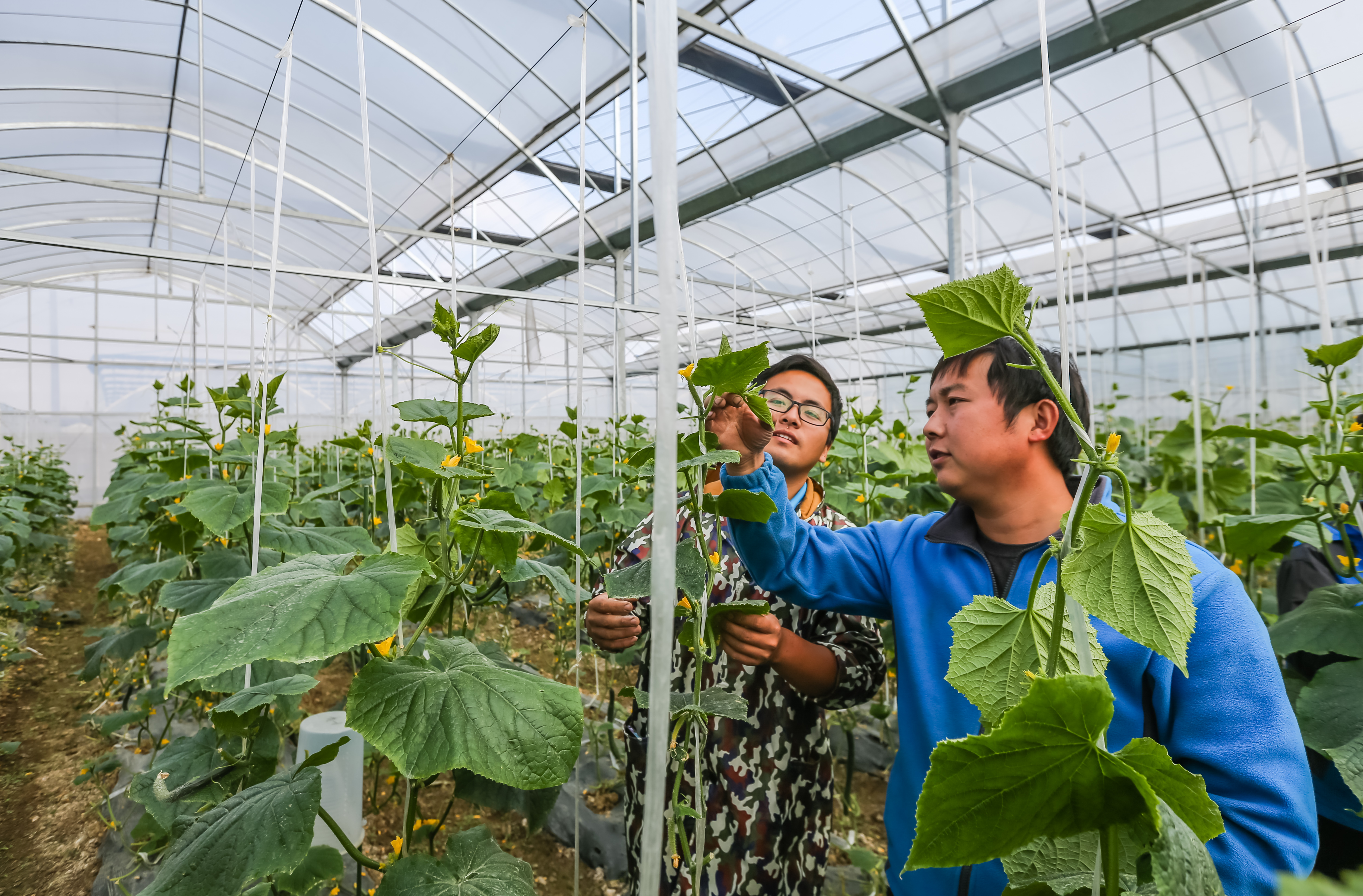 在不断吸引大学生创业的同时加强与科研院所和农业高校的合作,大力