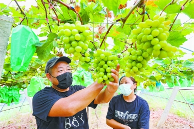 金融机构打出组合拳帮助果农解烦忧