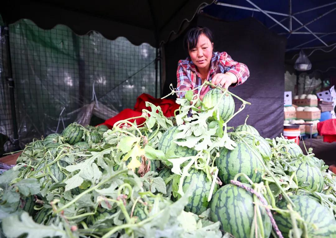 橫溪瓜農正在市場整理西瓜.南報融媒體記者 馮芃 攝